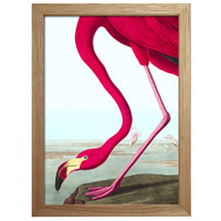 The Dybdahl Co. Flamingo