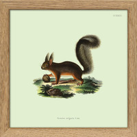 The Dybdahl Co. Eichhörnchen Squirrel