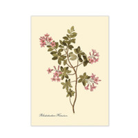 The Dybdahl Co. Rhododendron Hirsutum -ohne Rahmen-