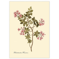 The Dybdahl Co. Rhododendron Hirsutum -ohne Rahmen-