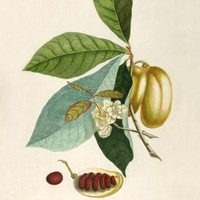 The Dybdahl Co. Anona fructu lutefcente