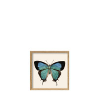 The Dybdahl Co. Blauer Schmetterling