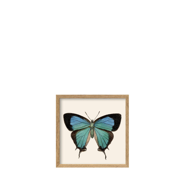The Dybdahl Co. - Blauer Schmetterling