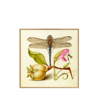 The Dybdahl Co. Dragonfly