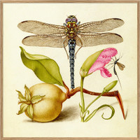 The Dybdahl Co. Dragonfly