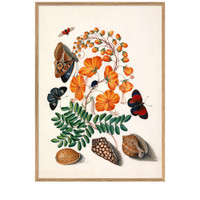 The Dybdahl Co. Schmetterlinge, Orangenblüten und Muscheln
