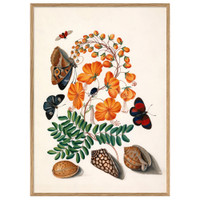 The Dybdahl Co. Schmetterlinge, Orangenblüten und Muscheln