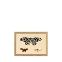 The Dybdahl Co. Three Butterflies