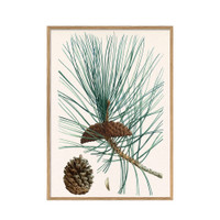 The Dybdahl Co. Pinus Icario